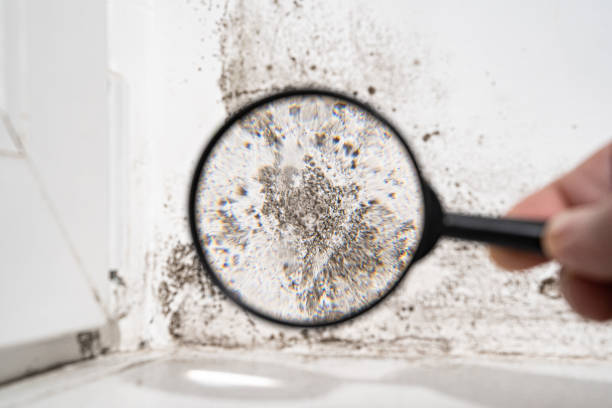 Trusted Worthington, MN Mold Inspection, Removal & Remediation Experts